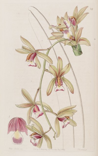 Cymbidium aloifolium de Miss Drake